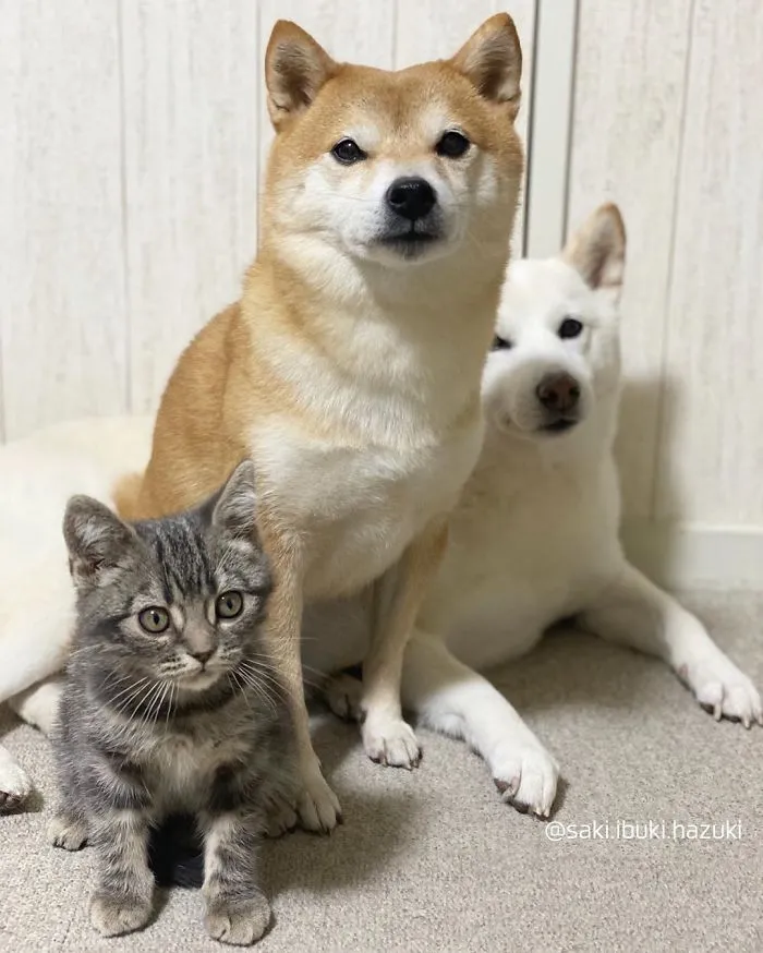Este encantador gato actúa como si no fuera distinto de sus "hermanos" (30 fotos)