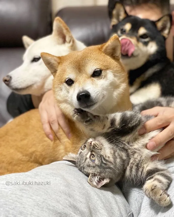 This Lovely Cat Feels And Acts Like He's Not Any Different From His 'Brothers' (30 Pics)