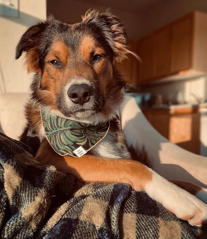 Pit Bull + Australian Shepherd