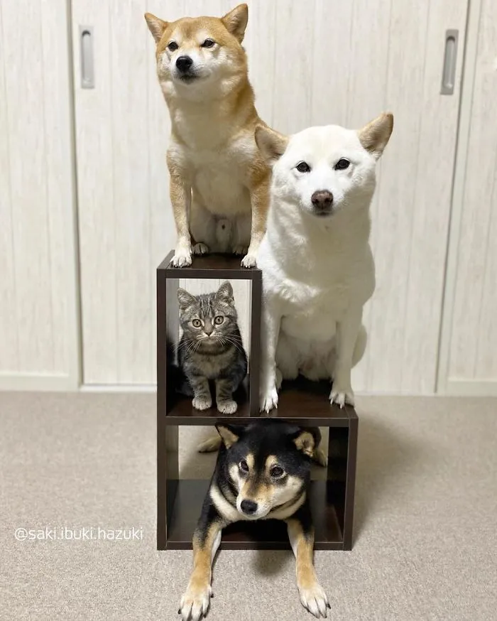 This Lovely Cat Feels And Acts Like He's Not Any Different From His 'Brothers' (30 Pics)