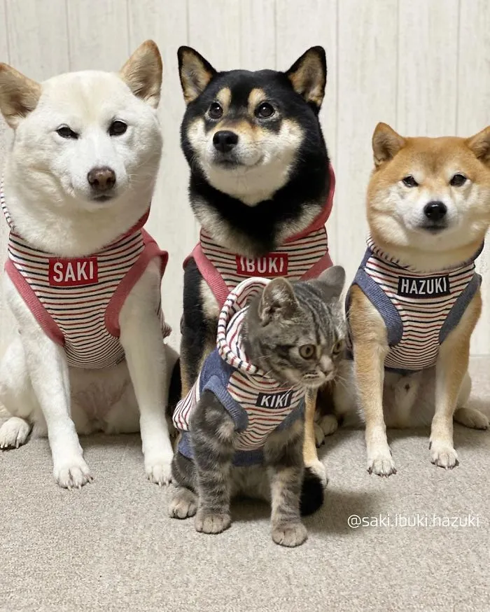 Este encantador gato actúa como si no fuera distinto de sus "hermanos" (30 fotos)