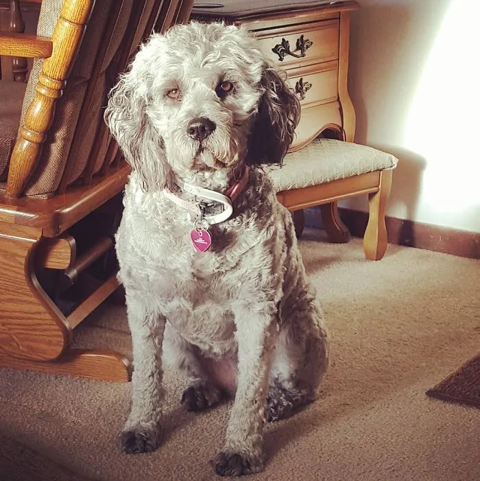 Pit Bull + Poodle