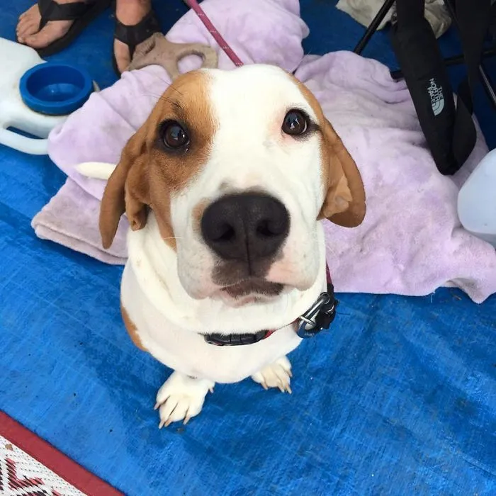 Pit Bull + Bassett