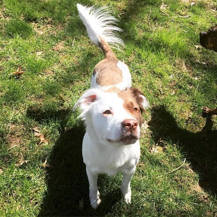 Pit Bull + Spaniel