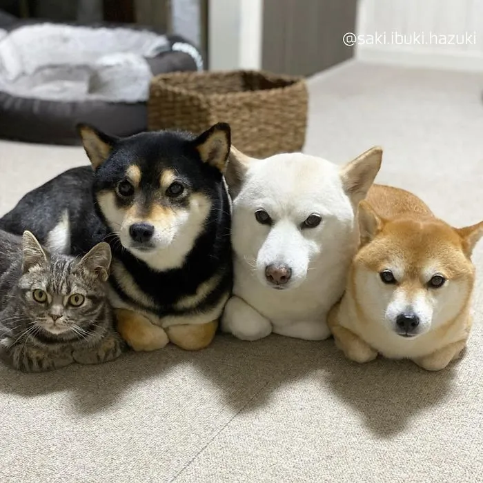 Este encantador gato actúa como si no fuera distinto de sus "hermanos" (30 fotos)