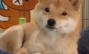 Shiba Inu Goes Viral For His Love Of Smiling, Especially After Seeing Food (30 Pics)