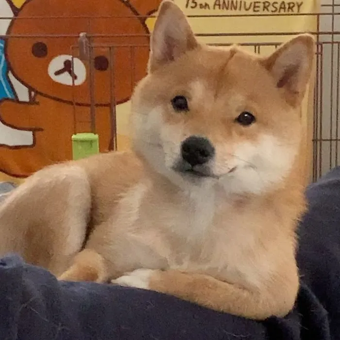 Smilling-Shiba-Pics