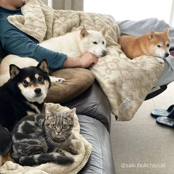 Este encantador gato actúa como si no fuera distinto de sus "hermanos" (30 fotos)