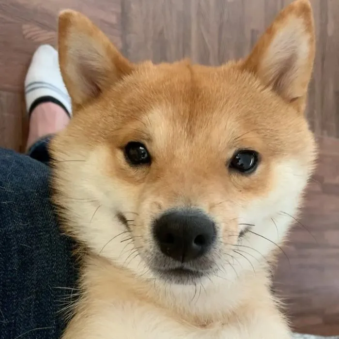 Shiba Inu Goes Viral For His Love Of Smiling, Especially After Seeing Food (30 Pics)