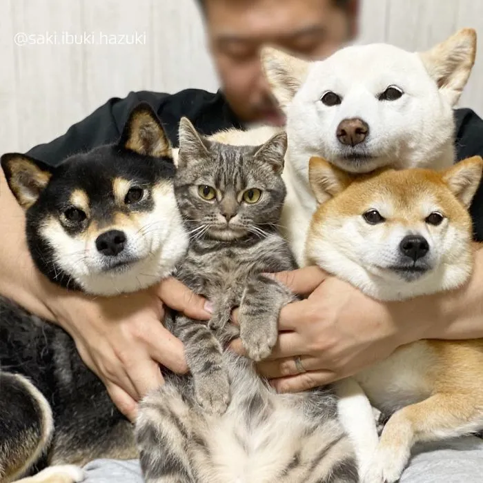 Este encantador gato actúa como si no fuera distinto de sus "hermanos" (30 fotos)