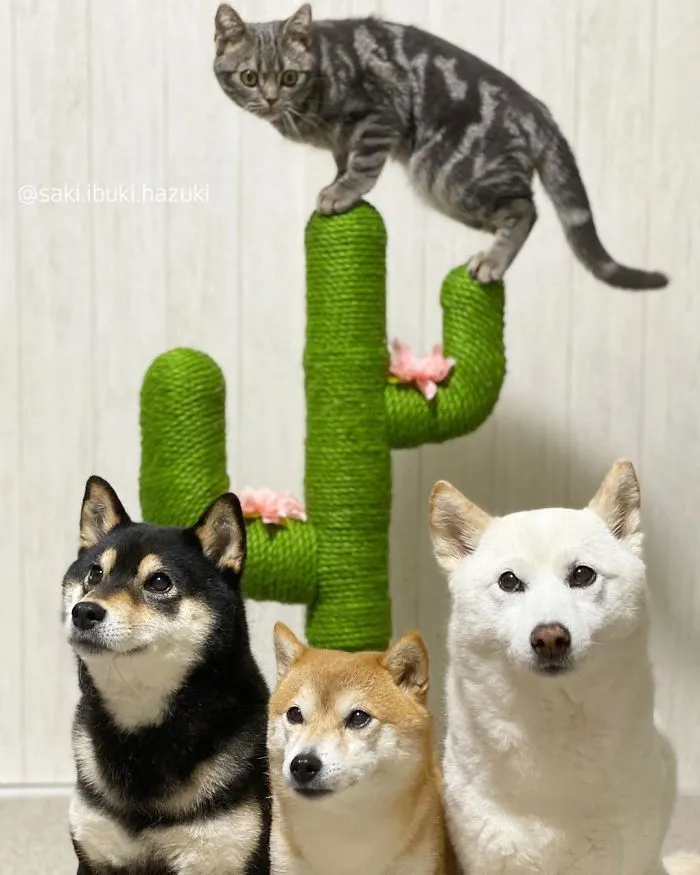This Lovely Cat Feels And Acts Like He's Not Any Different From His 'Brothers' (30 Pics)