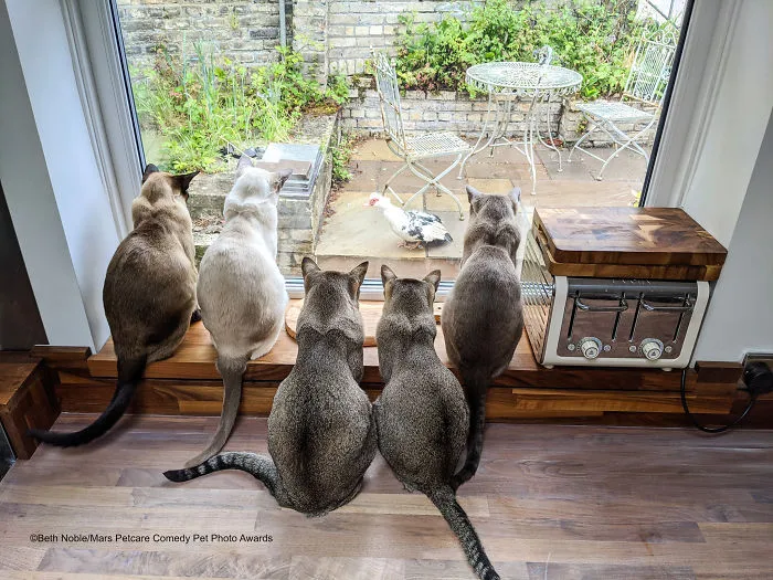 'There Goes Dinner' By Beth Noble