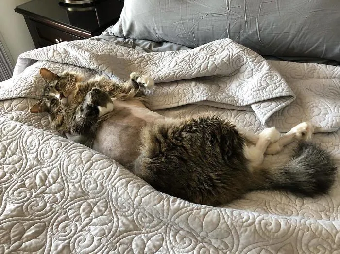 30 Pics Of Cats That Got Funny Haircuts At The Vet For Surgery