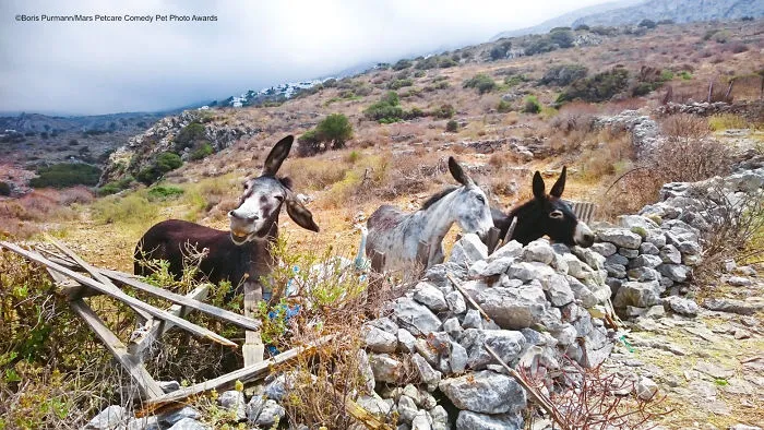 Borricos divertidos en Amorgos, Boris Purmann
