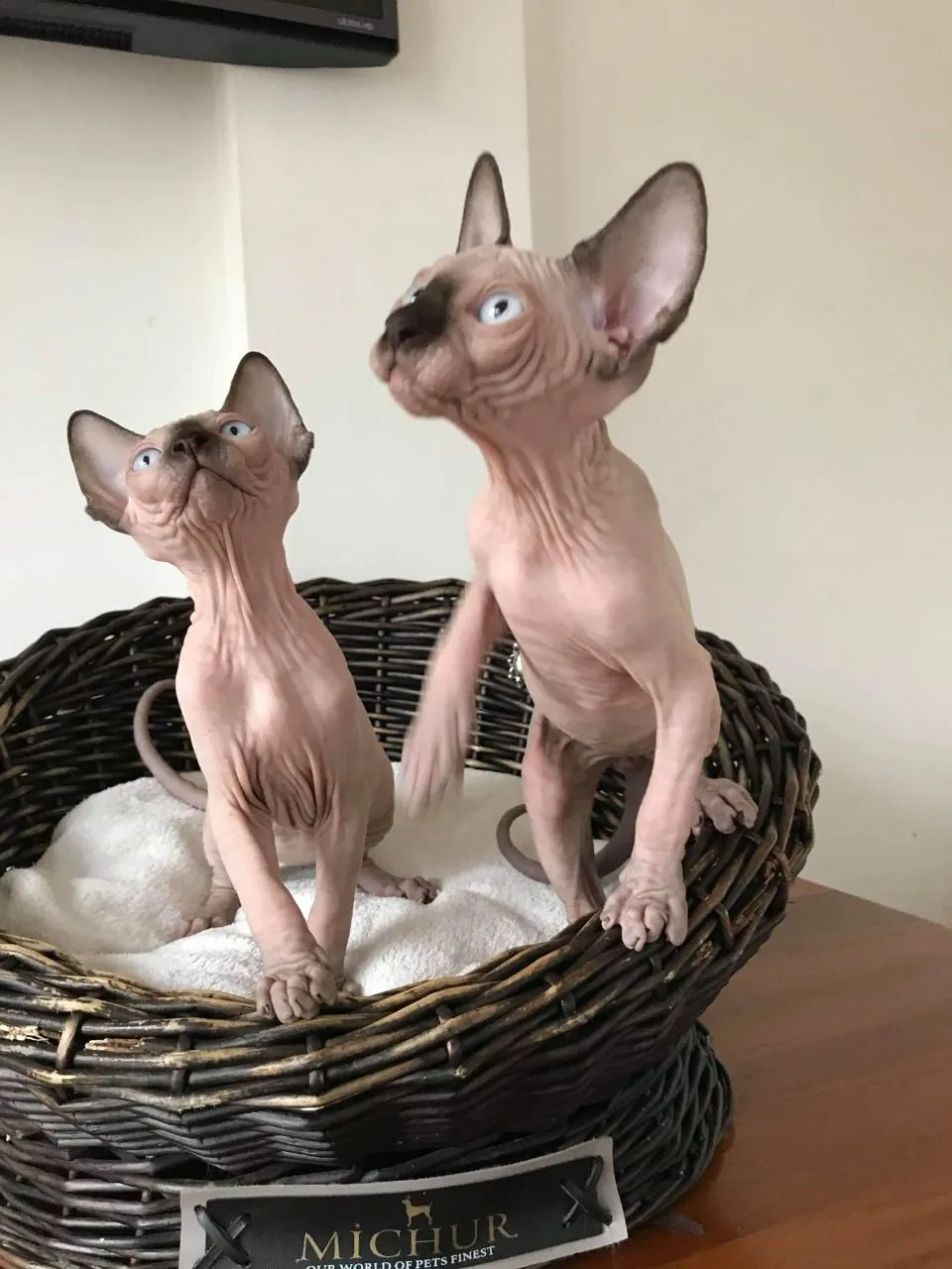 Adopt A Sphynx Kitten Near Me