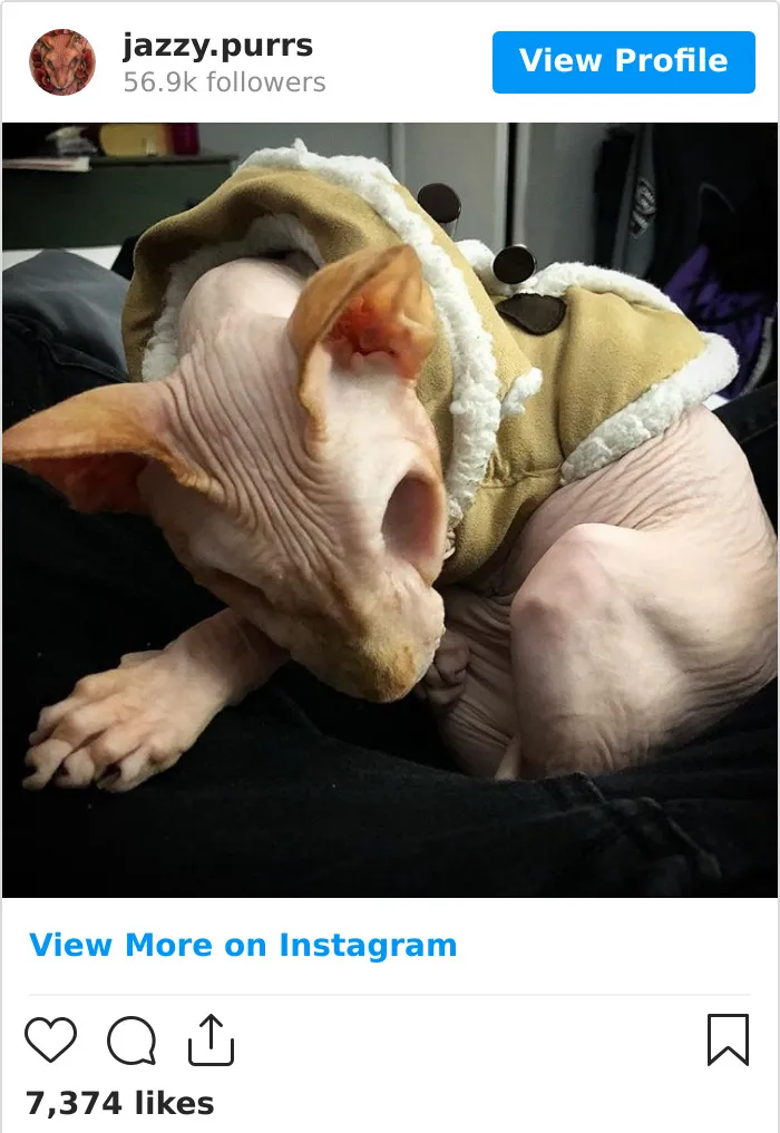 30 Cute Photos Of The Eyeless Instagram-Famous Cat Jasper
