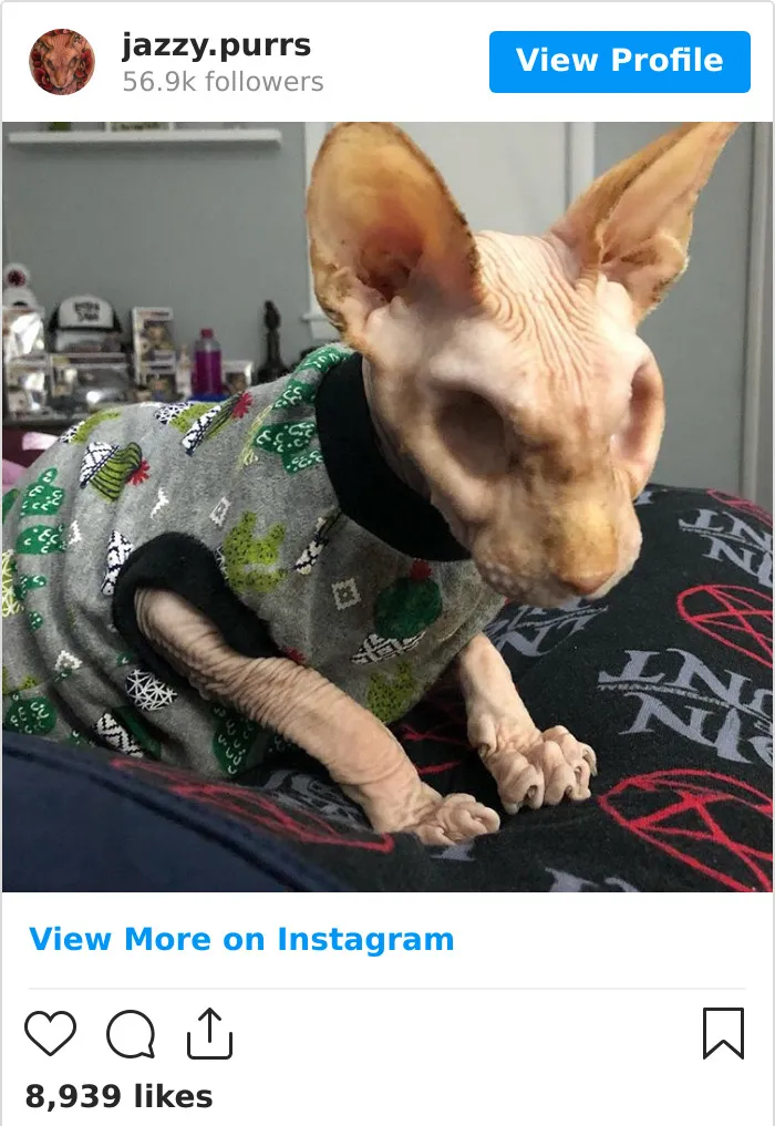 30 Cute Photos Of The Eyeless Instagram-Famous Cat Jasper