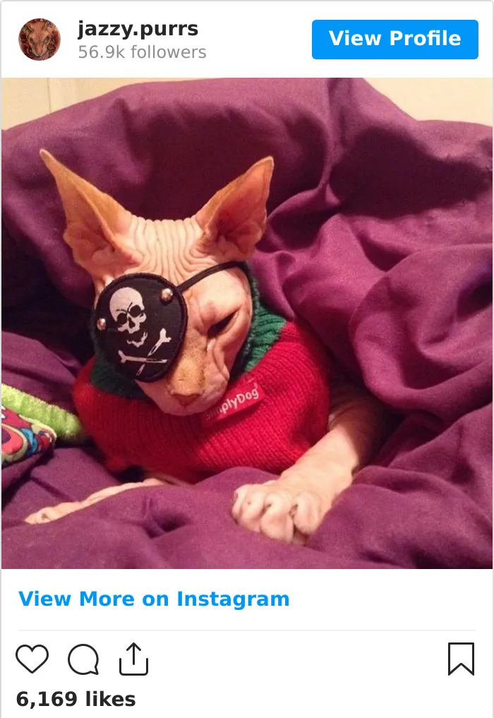 30 Cute Photos Of The Eyeless Instagram-Famous Cat Jasper