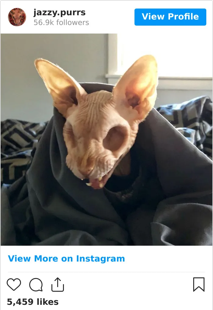 30 Cute Photos Of The Eyeless Instagram-Famous Cat Jasper
