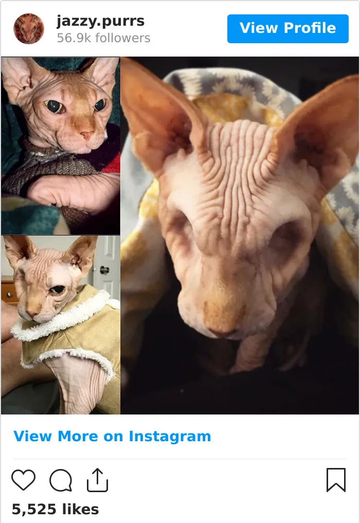 30 Cute Photos Of The Eyeless Instagram-Famous Cat Jasper