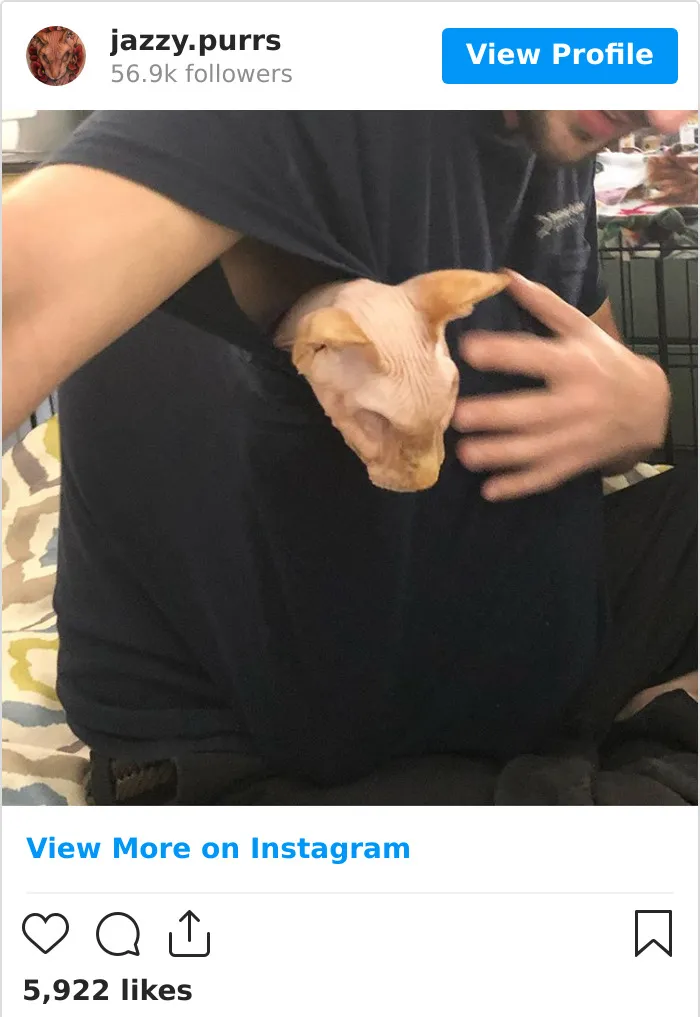 30 Cute Photos Of The Eyeless Instagram-Famous Cat Jasper
