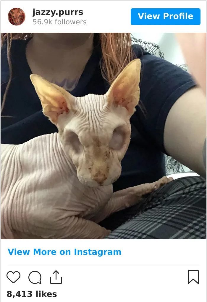 30 Cute Photos Of The Eyeless Instagram-Famous Cat Jasper