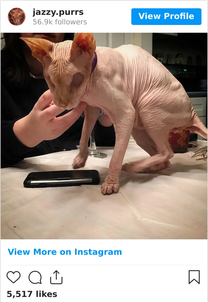 30 Cute Photos Of The Eyeless Instagram-Famous Cat Jasper