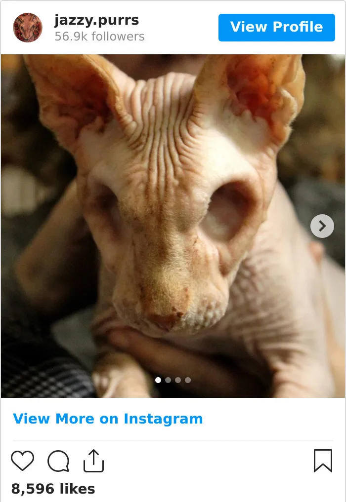 30 Cute Photos Of The Eyeless Instagram-Famous Cat Jasper
