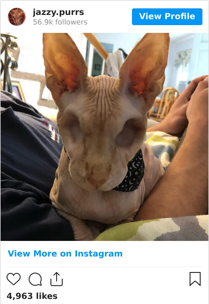 30 Cute Photos Of The Eyeless Instagram-Famous Cat Jasper