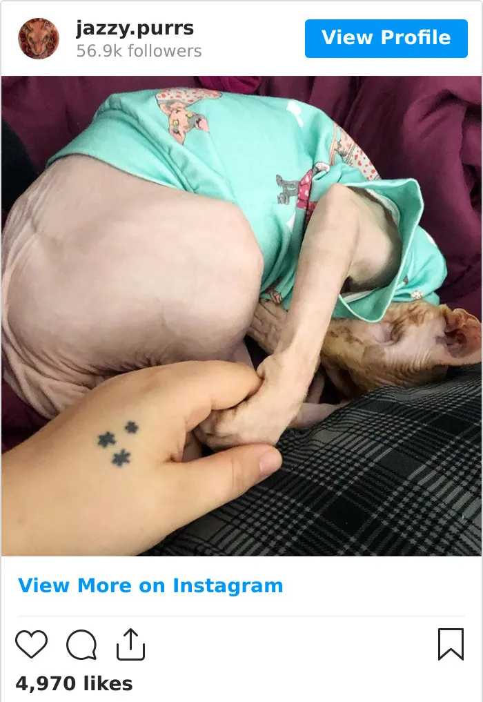 30 Cute Photos Of The Eyeless Instagram-Famous Cat Jasper
