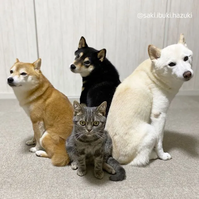Este encantador gato actúa como si no fuera distinto de sus "hermanos" (30 fotos)