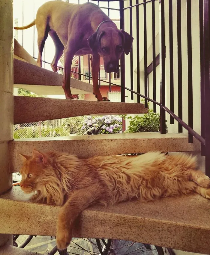 Llamo al perro, no viene, voy a buscarlo y está llorando. Al gato le da igual