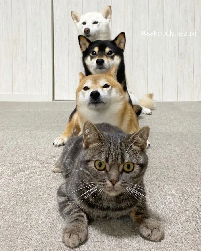 Este encantador gato actúa como si no fuera distinto de sus "hermanos" (30 fotos)
