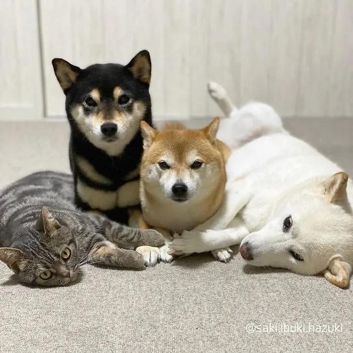 Este encantador gato actúa como si no fuera distinto de sus "hermanos" (30 fotos)