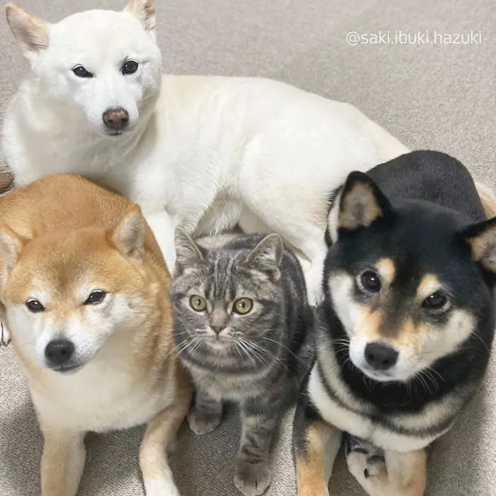 This Lovely Cat Feels And Acts Like He's Not Any Different From His 'Brothers' (30 Pics)