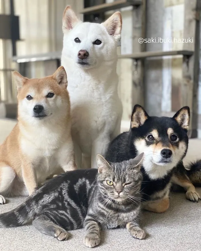 Este encantador gato actúa como si no fuera distinto de sus "hermanos" (30 fotos)