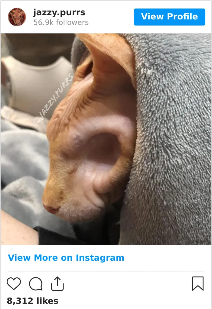 30 Cute Photos Of The Eyeless Instagram-Famous Cat Jasper