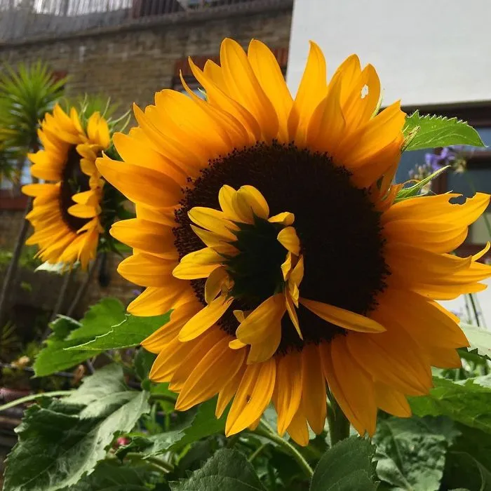 Mutant! My Sunflower Has Had An Unconventional Baby