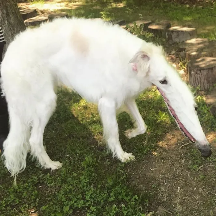 Big Snuffler
