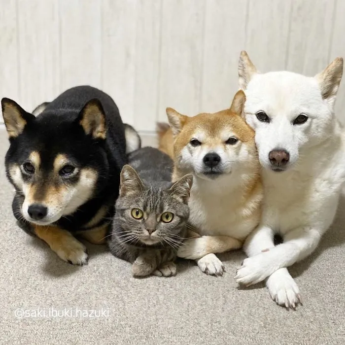 Este encantador gato actúa como si no fuera distinto de sus "hermanos" (30 fotos)