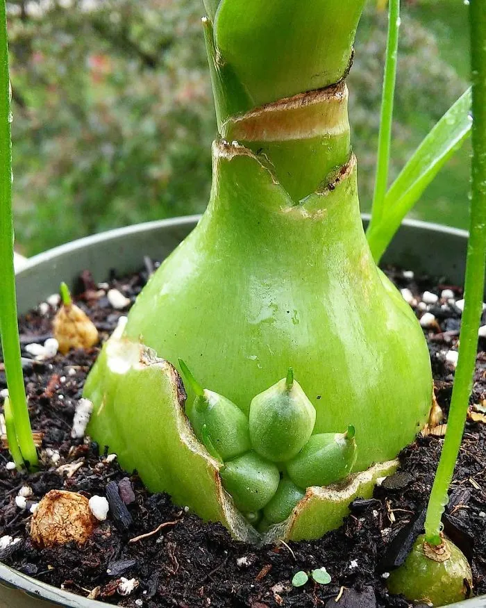 The Wonders Of Plant Vivipary