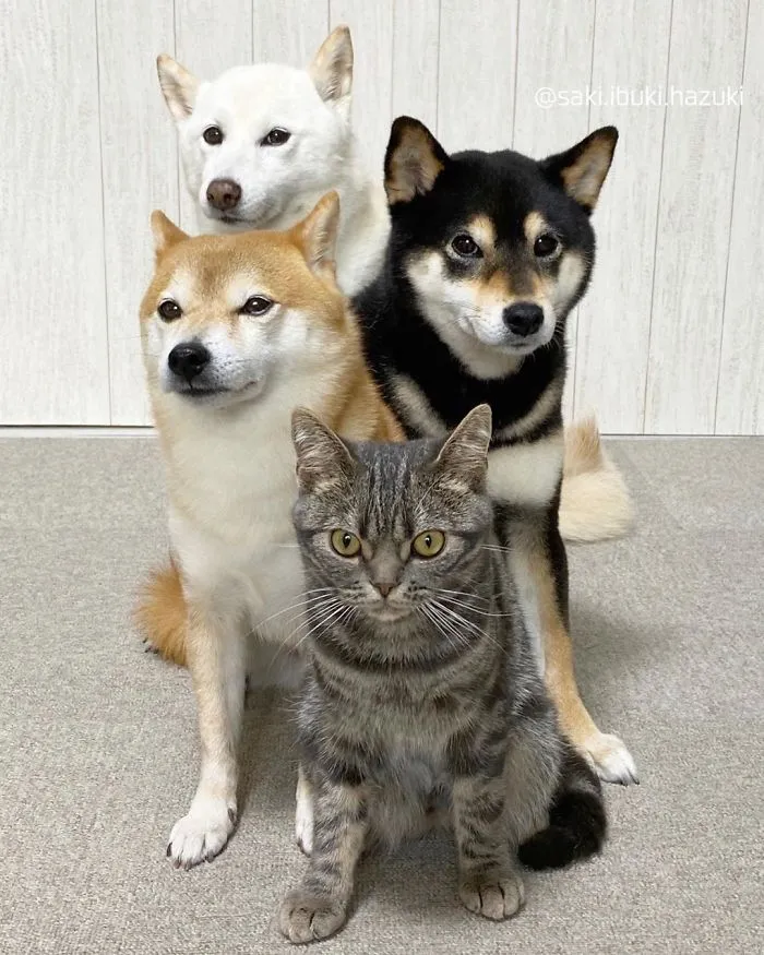 This Lovely Cat Feels And Acts Like He's Not Any Different From His 'Brothers' (30 Pics)