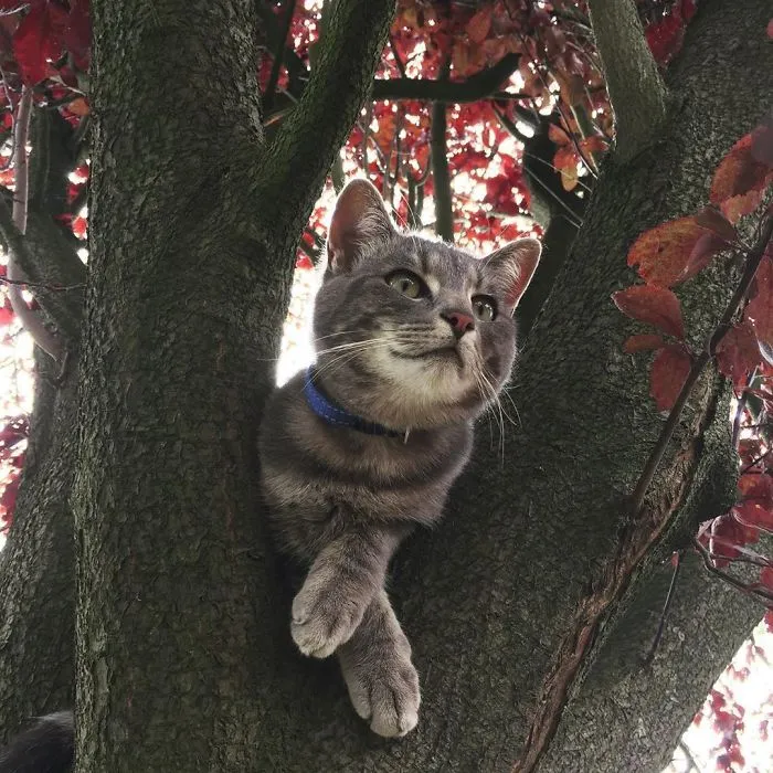 30 Pics Of Birds That Just Happen To Look Like Cats