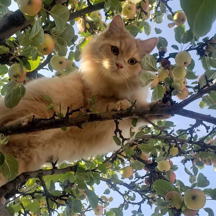 30 Pics Of Birds That Just Happen To Look Like Cats