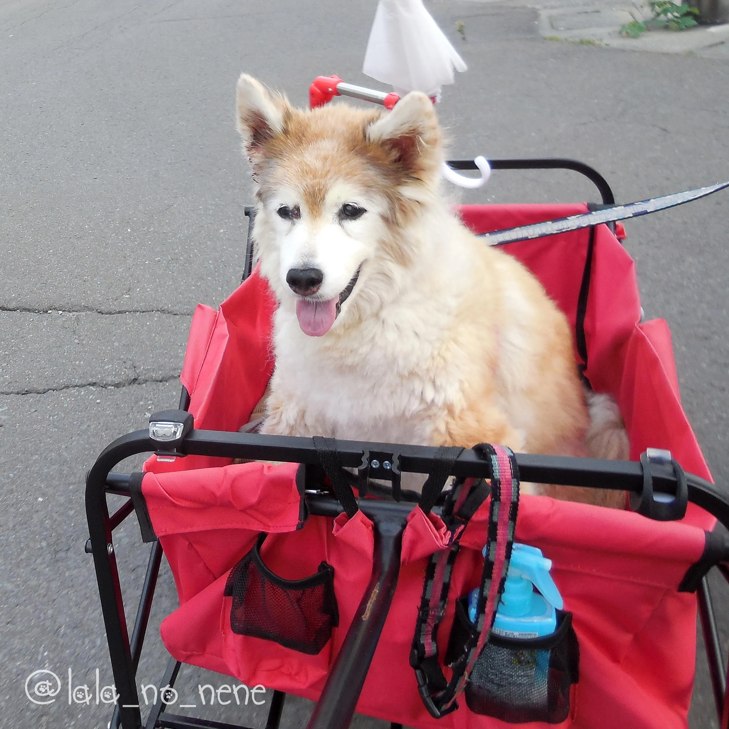 My Dog Passed Away September 5.