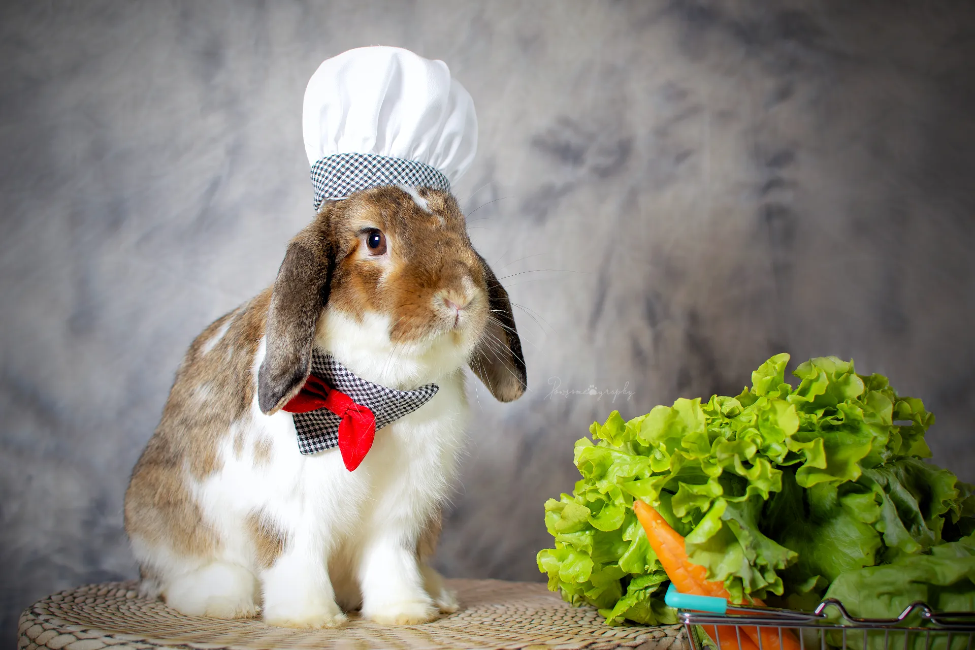 In My Free Time I Take Cute And Funny Photos Of My Rabbits