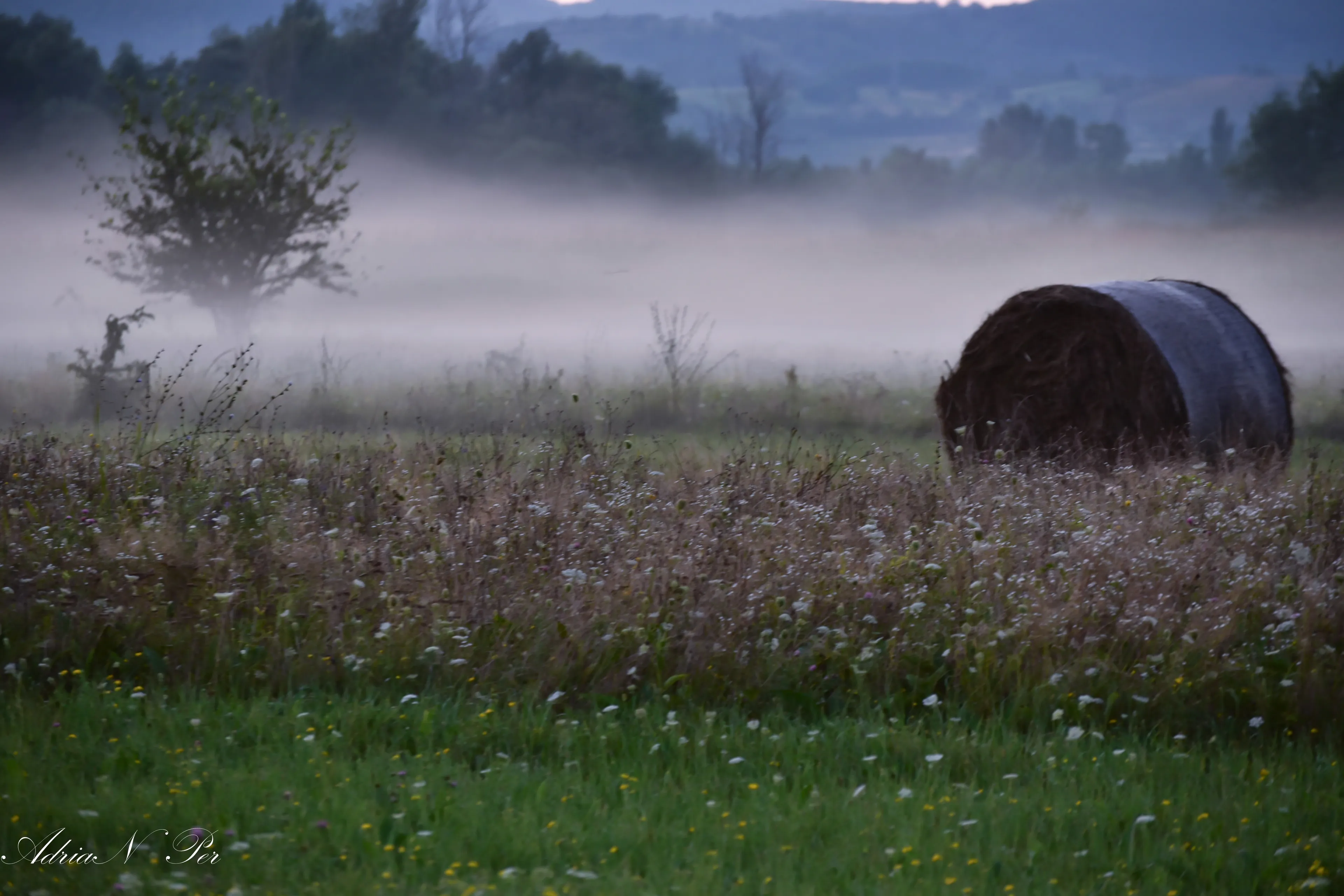 Lower Fog In Summer