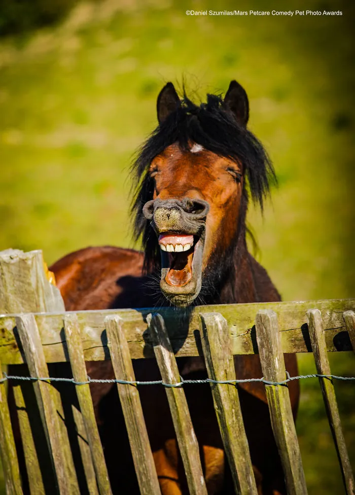 Caballo loco, Daniel Szumilas