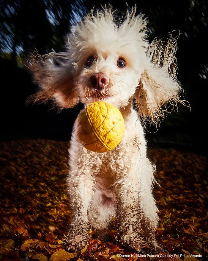 Caniche caótico, Darren Hall