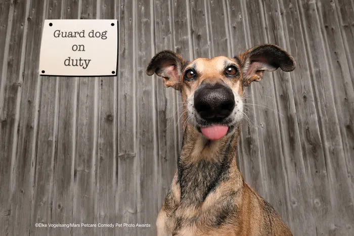 'Guard Dog On Duty' By Elke Vogelsang